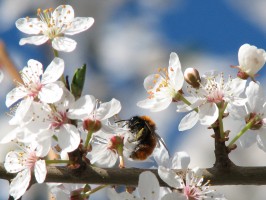 cherryblossoms