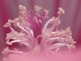 flower-closeup