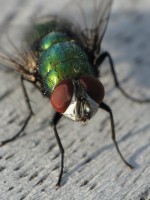 fly-green