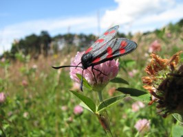 insect