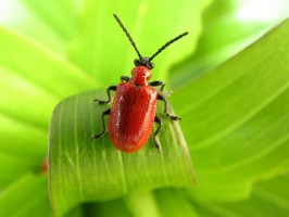 lily-beetle