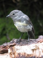 lr-south-island-robin
