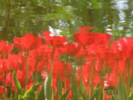 lr-tulips-reflected