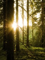 swedish-forest